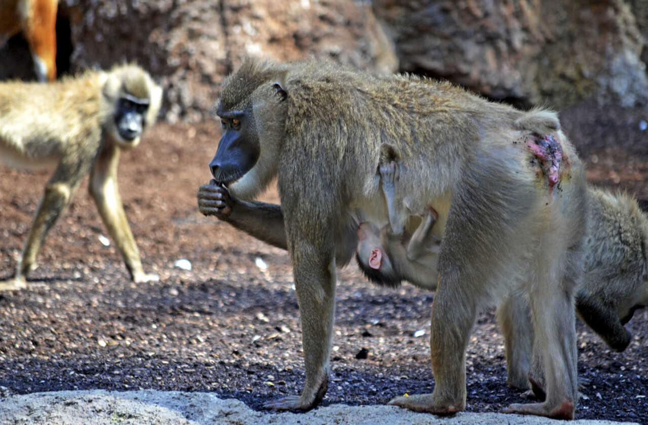 Nueva cría de dril en BIOPARC - Kianja con su cría recién nacida