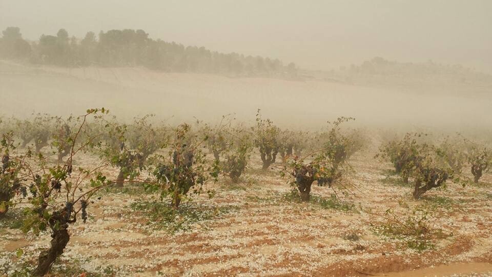 el-pedrisco-del-fin-de-semana-dana-mas-de-4-000-hectareas-de-cultivo-y-causa-perdidas-de-10-millones-1