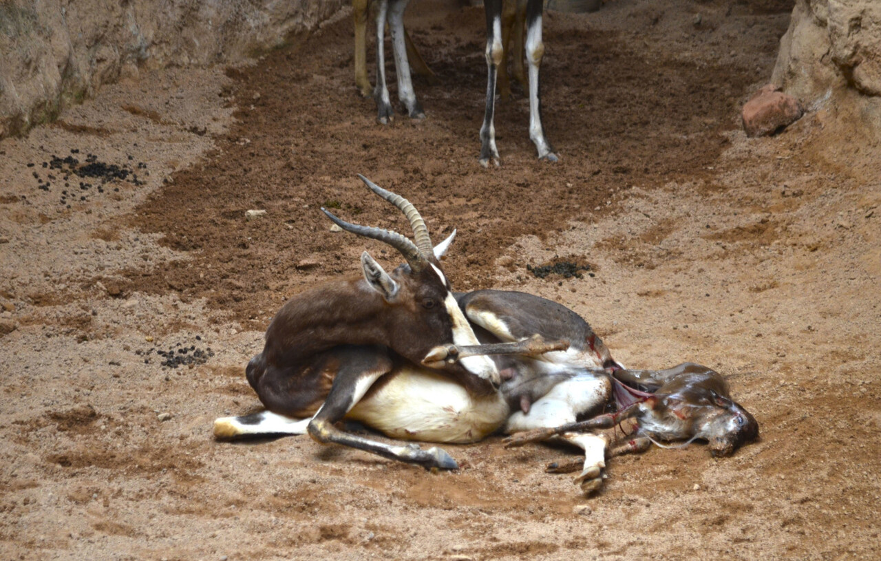 nacimiento-en-directo-de-un-blesbok-en-bioparc-20-septiembre-2016