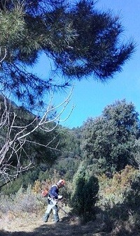 arboles-en-la-fuente-la-higuera