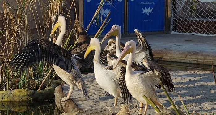 cuatro-polluelos-y-un-adulto-de-pelicano-blanco-llegan-al-lago-vivo