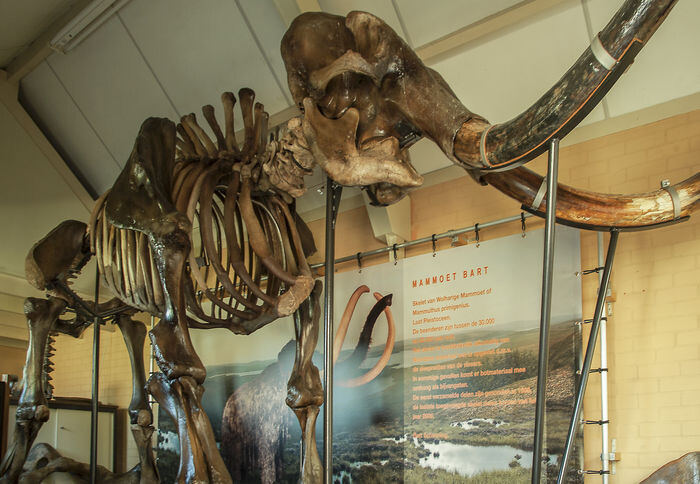 img-3-esqueleto-mamut-en-subasta-catawiki