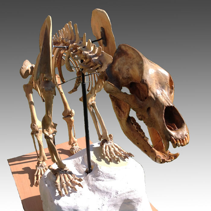 img-esqueleto-oso-cavernas-en-subasta