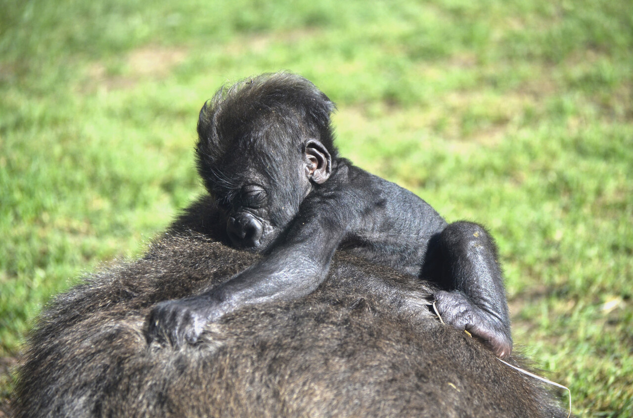 la-bebe-gorila-nacida-en-bioparc-valencia-cumple-2-meses-de-vida