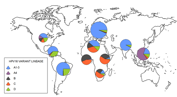 mapa-linajes-hpv16_imagelarge