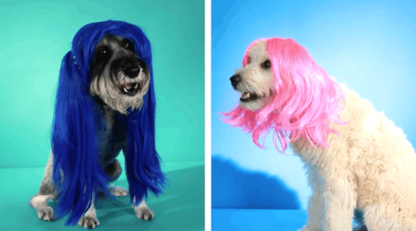 mascotas-pelucas-1