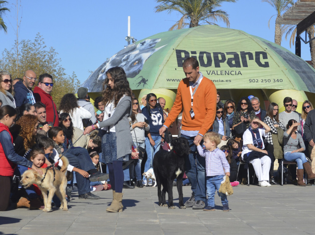 7o-desfile-aupa-bioparc-para-fomentar-la-adopcion