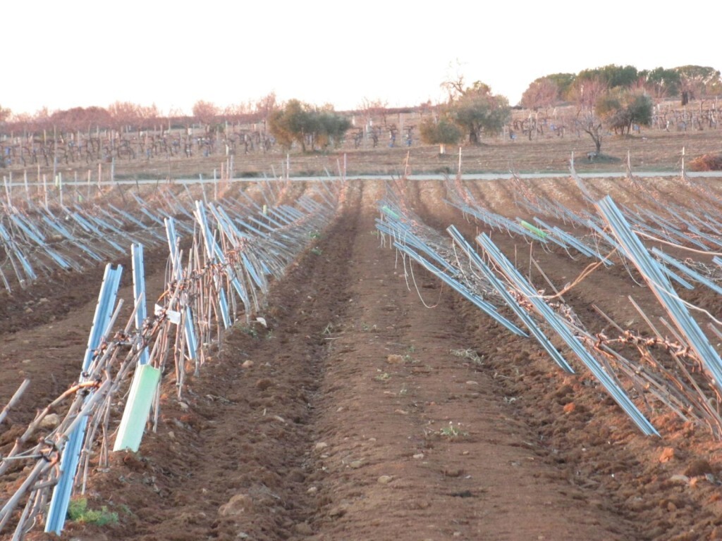 Daños de la nevada sobre viñas en espaldera 1