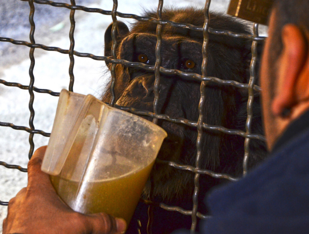 Los animales de BIOPARC Valencia combaten la ola de frío - caldos calientes para los chimpancés (detalle)