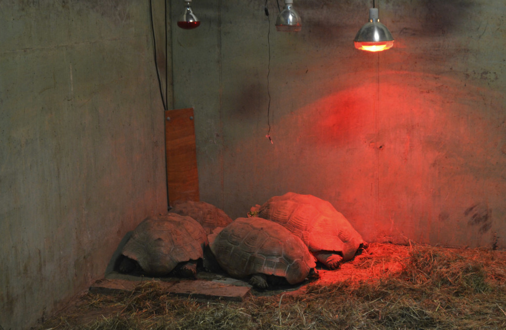 Los animales de BIOPARC Valencia combaten la ola de frío - camas de calor para las tortugas