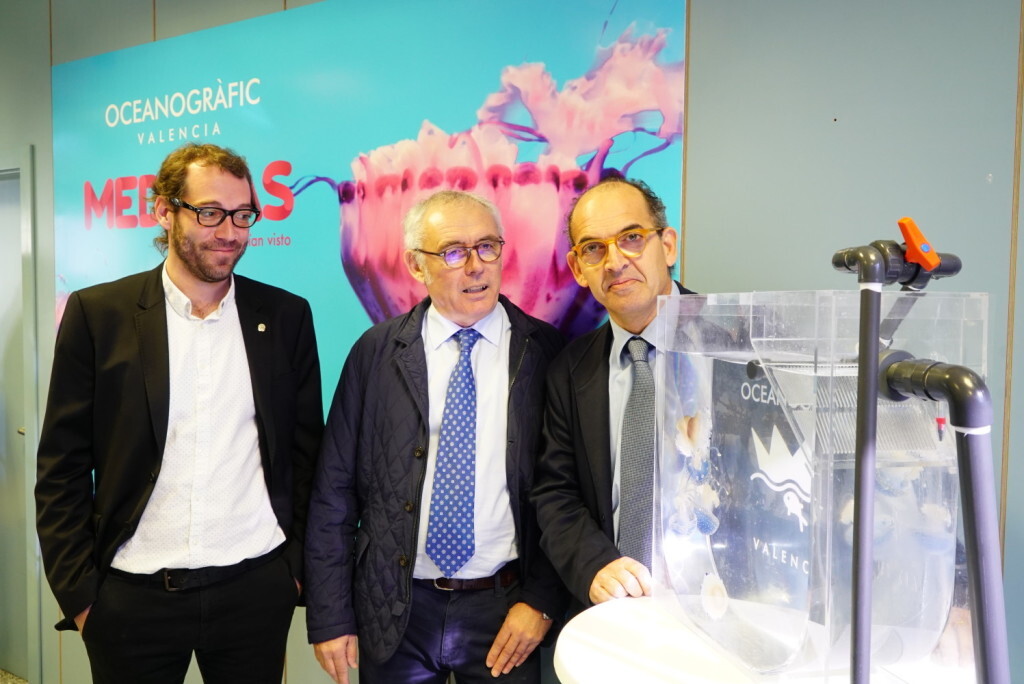 Oceanogràfic presenta sus novedades para 2017 Medusas2 (2)