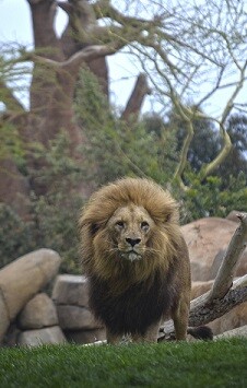 El león Teimoso en la Sabana africana de BIOPARC Valencia