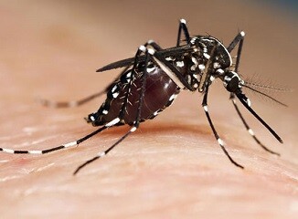 Se solicita la colaboración ciudadana para detectar lugares con agua estancada.