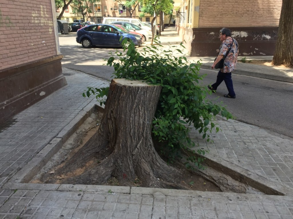 AVV Esperanza Virgen Desamparados 5