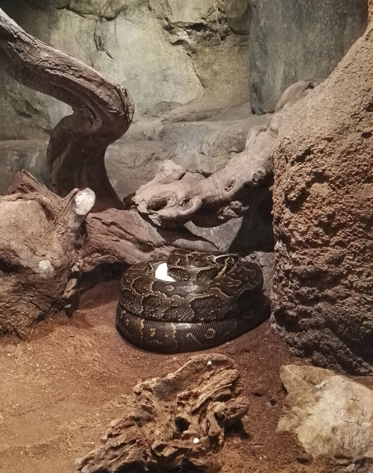 Pitón de Seba - puesta de huevos - BIOPARC Valencia (2)
