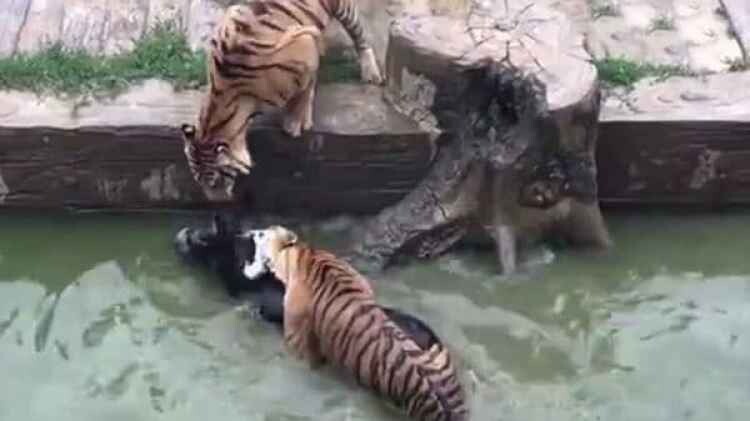tigres-comen-burro-en-zoo-en-China-1920-6 (1)