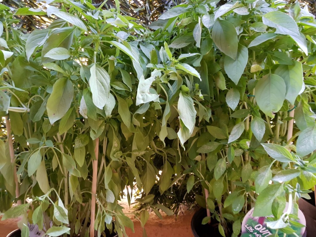 albahaca 20170702_100605 (2)