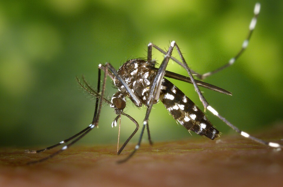 0819 Mosquito tigre2