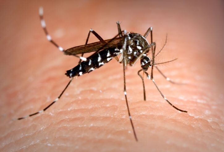 0819 Mosquito tigre3