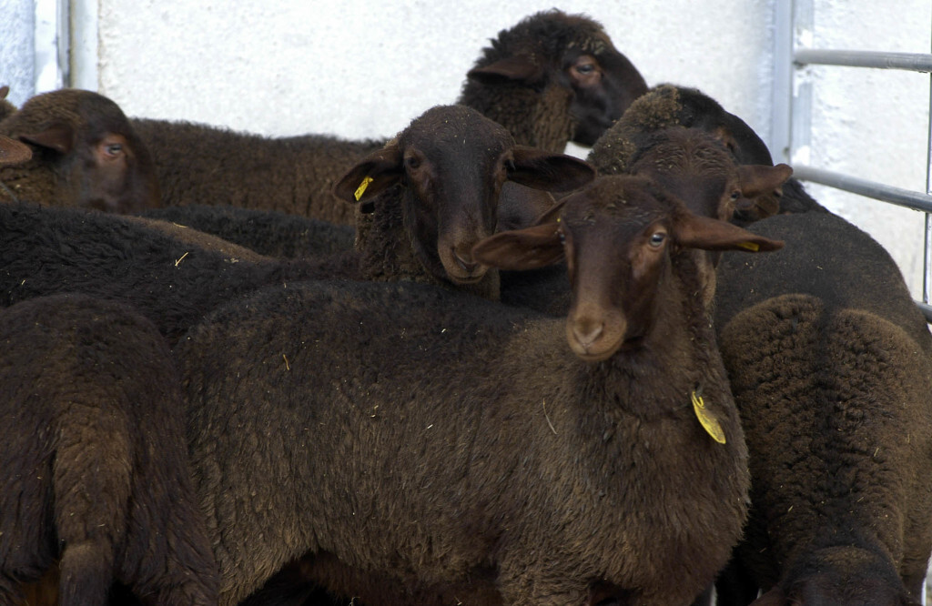 Agricultura convoca las ayudas para el fomento de razas autóctonas en peligro de extinción Guirras03