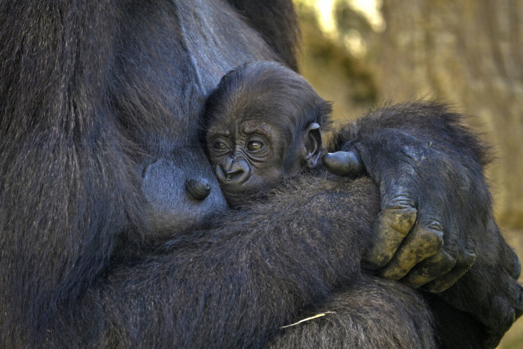 La bebé gorila cumple 1 mes de vida - BIOPARC Valencia - agosto 2017 (3)