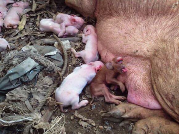 el-cerdito-mono-inicial-580x435