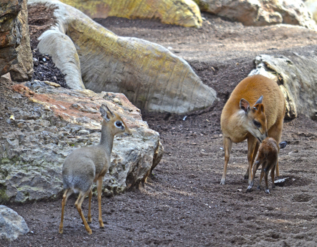 Duikers y Dik-Dik en BIOPARC Valencia 2017