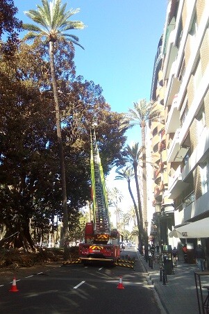Poca de ficus.