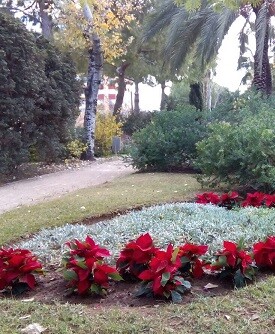 Flores de Pasqua.