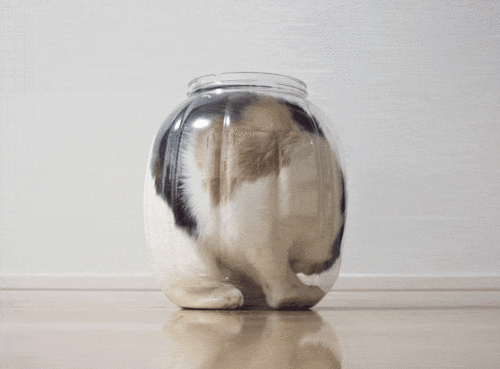 liquid-cats_medium