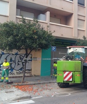 Recogida de naranjas.