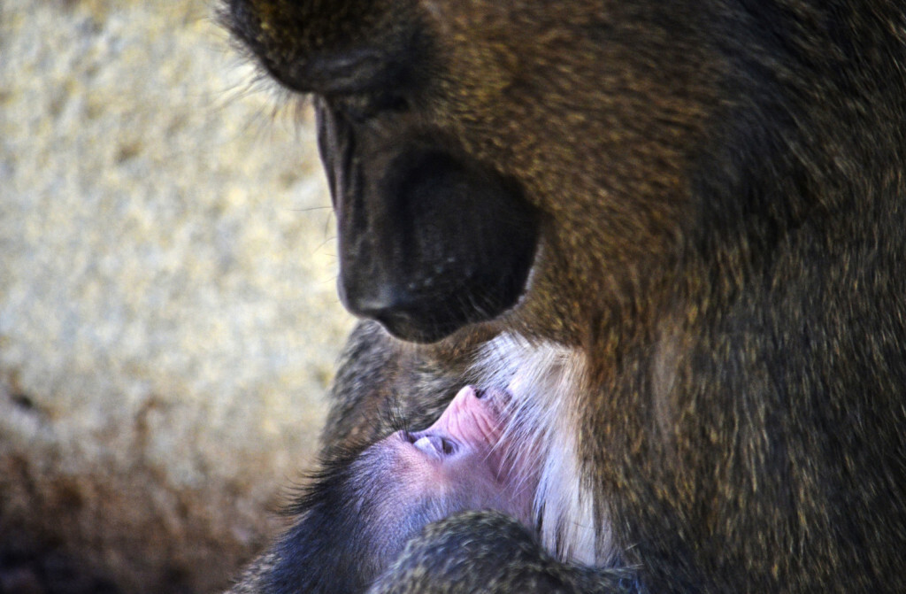 Nueva cría de dril, uno de los primates más amenazados de África - BIOPARC Valencia 2018