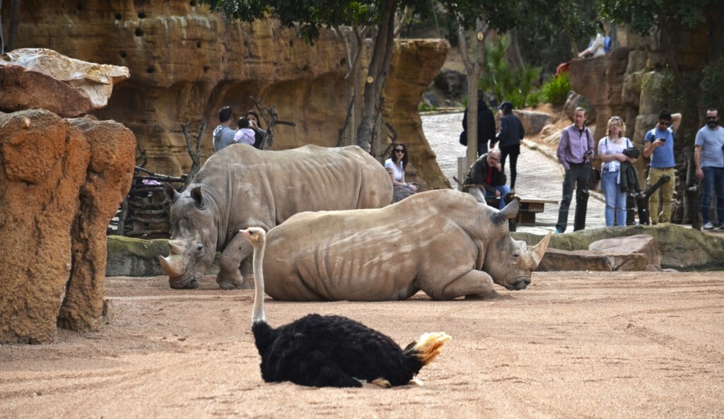 Primavera 2018 - visitantes en la Sabana africana de BIOPARC Valencia observando a los rinocerontes y las avestruces-min