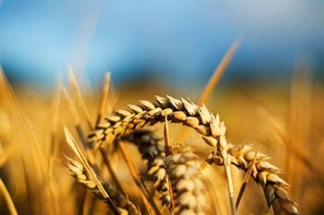 Agricultura-trigo-magrama