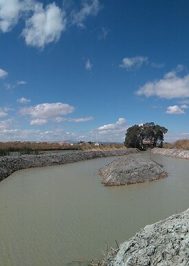 Lubina en la Albufera 2