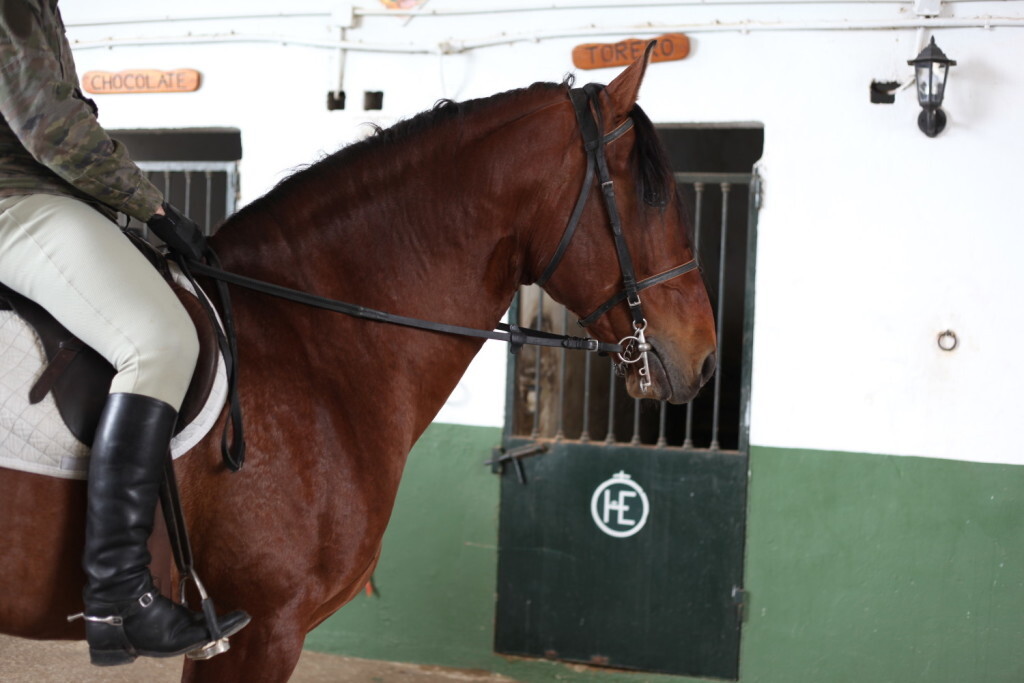 mediero-jornadas-cria-caballar