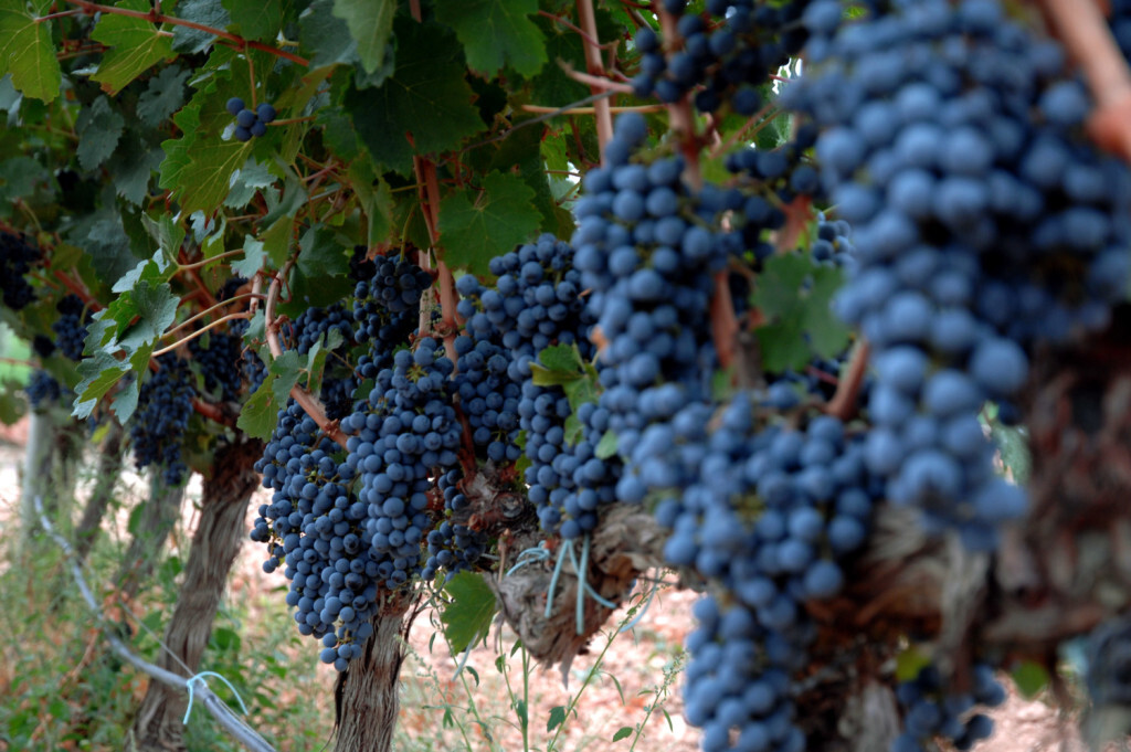 vinedo_07
