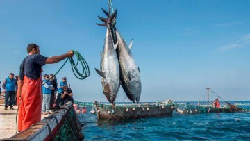 Pesca Flota Pesquera