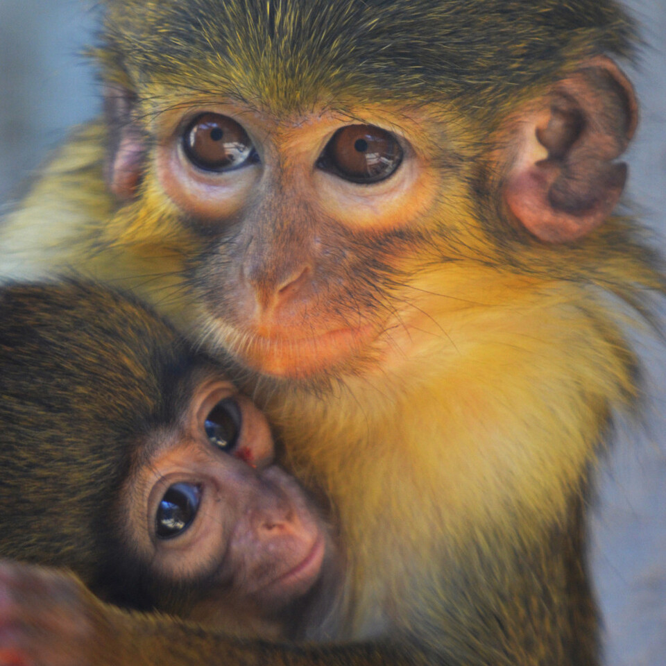 BIOPARC Valencia - talapoines - madre y cría - agosto 2018