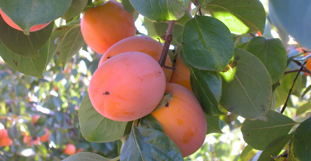 caqui_variedad_rojo_brillante