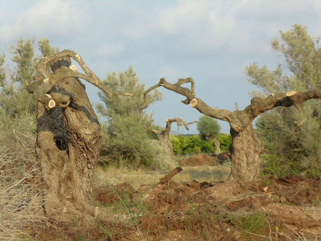 espolio de olivos 2