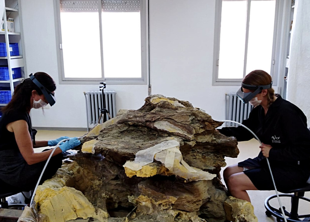 18.09.04_Vertebra_Dinosaurio
