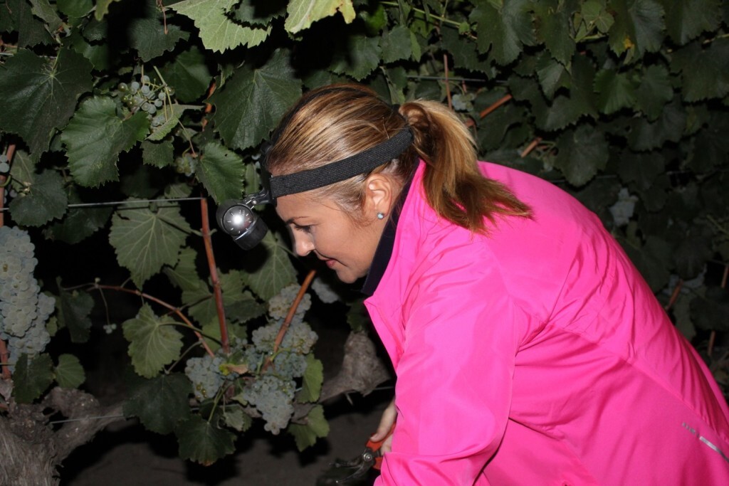 Vendimia Nocturna Albariño