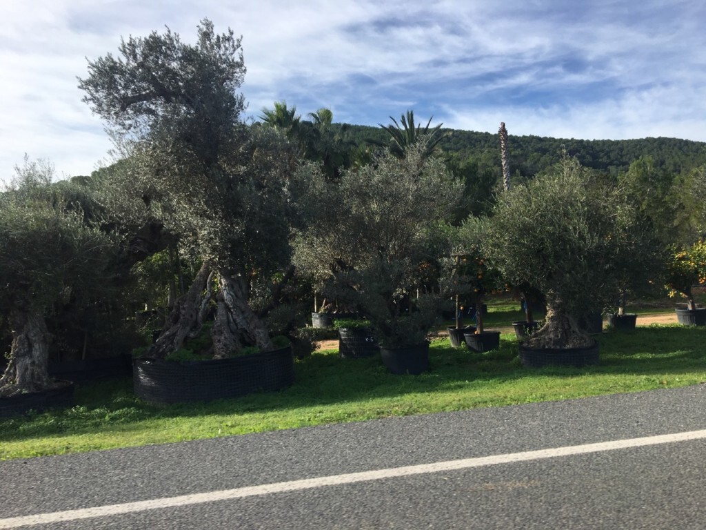 02122018oliveresarrancades