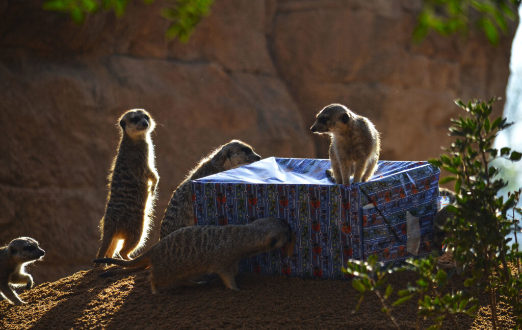 Suricatas - Papá Noel entrega los regalos a los animales de BIOPARC Valencia - 24 diciembre 2018 (2)