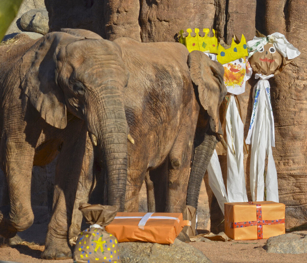 Los animales de BIOPARC Valencia reciben los regalos de Reyes Magos - elefantes - detalle (2)