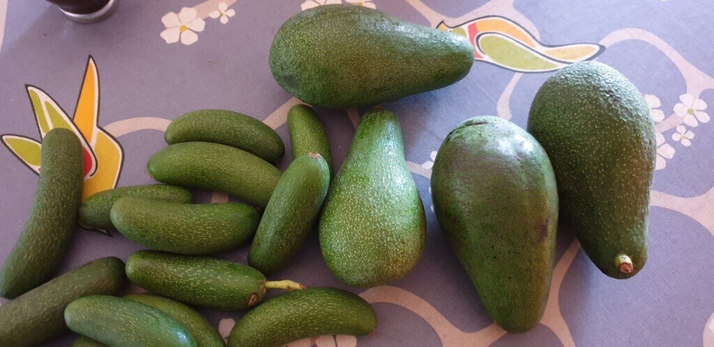 El aguacate, nueva alternativa agrícola con recorrido en producción y consumo 20190111_095611 (1)