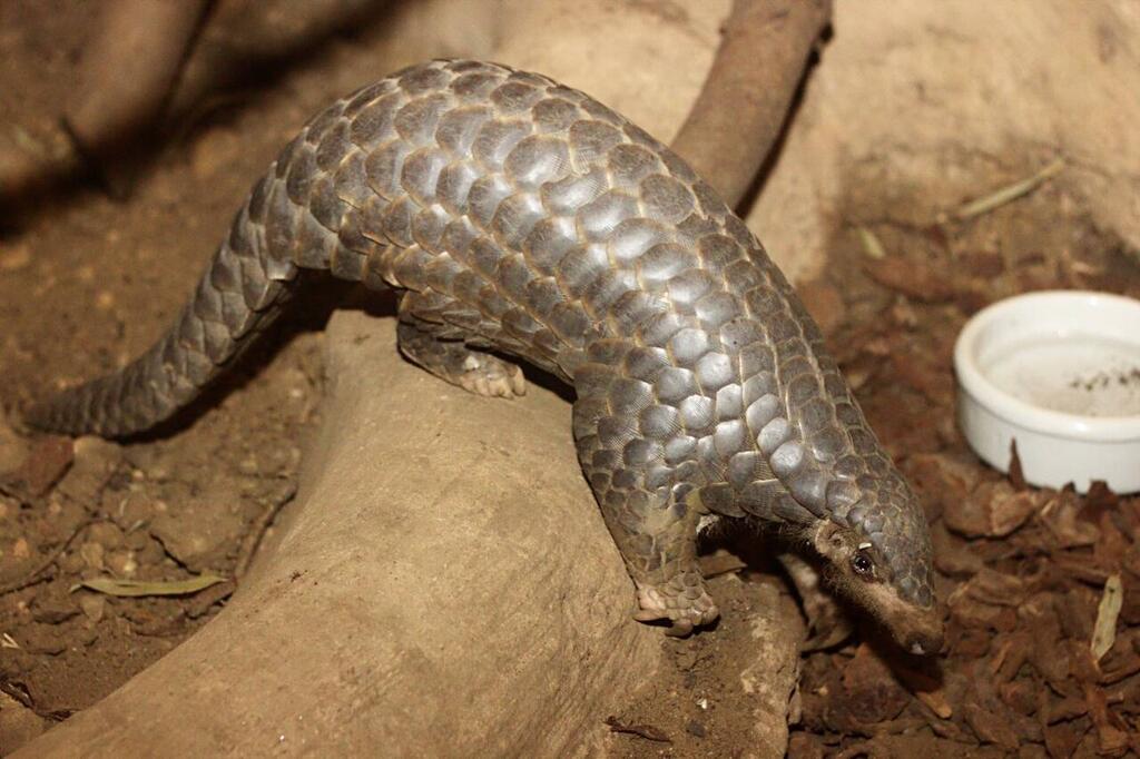 Pangolin