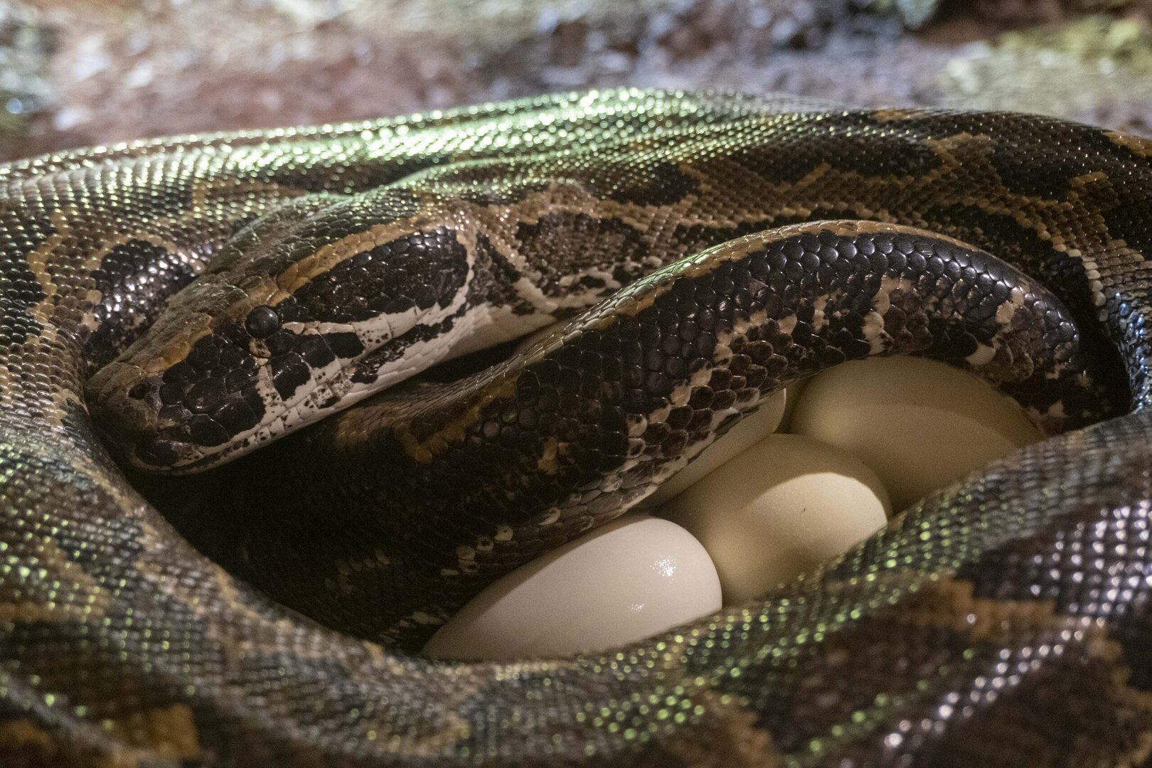 Impresionante puesta de huevos “en directo” de la Pitón de Seba en