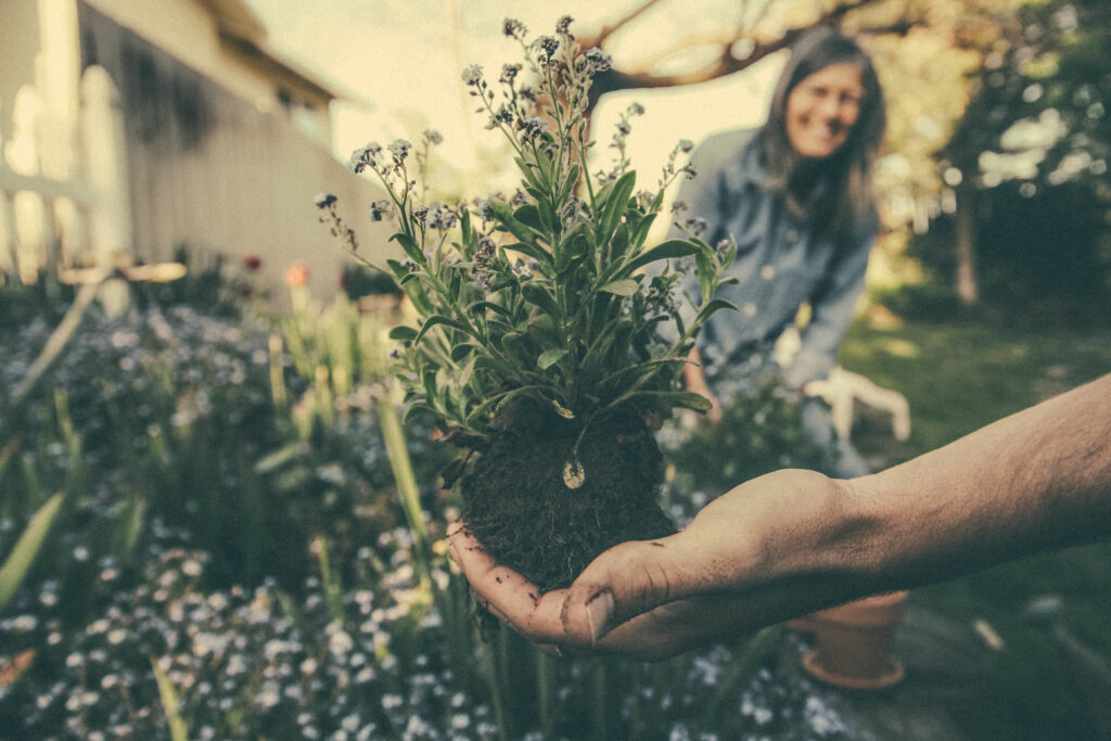 9 consejos para cuidar tus plantas de interior y mantenerlas saludables
